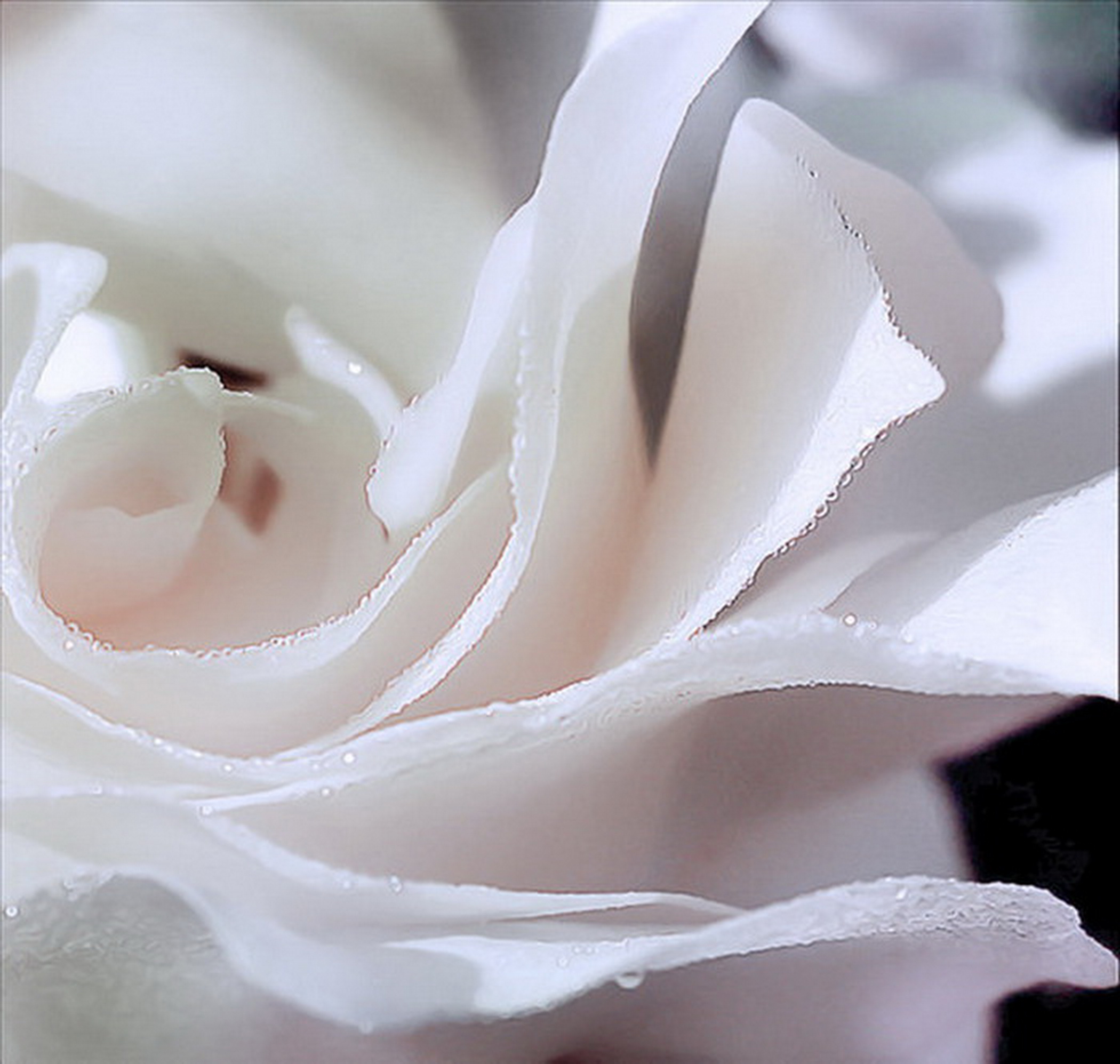 Только показались первые нежно белые головки. Нежные белые цветы. Бело розовые розы. Красивые белые розы. Красивый белый цвет.